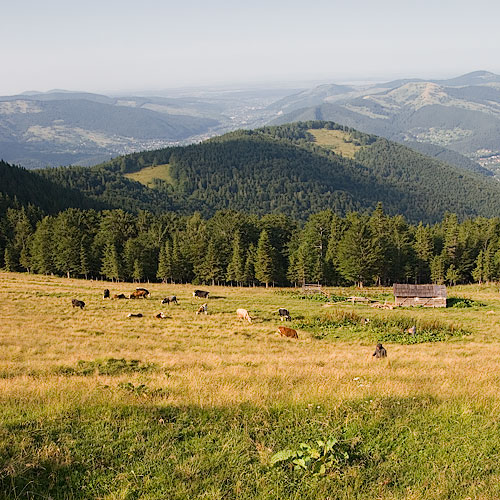_MG_6707.jpg